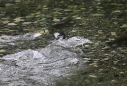 Chinook salmon swim in the Gold River. (Eric Plummer photo)