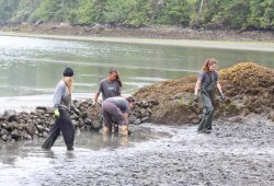 volunteers helped build a clam garden in Tla-o-qui-aht First Nations territory to support local food security.