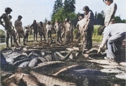 Originally published in Ha-Shilth-Sa on July 13, 1978, this photo shows a good net full of sockeye is dragged out of the  Somass River by Tseshahts on one of their fish days. (Colourized Ha-Shilth-Sa archive photo)
