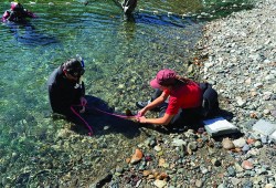 Jared Dick of Uu-a-thluk, Keaton McCallum of Ha’oom, Josh Gillette of the Ka:’yu:’k’t’h’/Che:k’tles7et’h’ First Nations and Uu-a-thluk’s Vanessa Moll assess salmon in the Kaouk River, measuring the length of a chinook.  (Robertson Creek Hatchery photo)