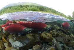 Sockeye salmon swim up Alaska's Kenai River to spawn. (Kentaro Yasui/Wikimedia Commons photo)