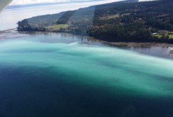 The milky hue that overtakes portions of the ocean each spring indicate herring spawn from male fish after females have dispersed eggs. This picture was taken during DFO aerial surveys of Vancouver Island’s east coast. (Fisheries and Oceans Canada photo)