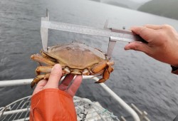 Dungeness crab caught in Sydney Inlet. (Lacey Adams photo)