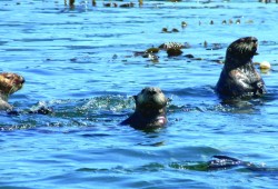 Sea otters gather and sleep floating over kelp beds, as pictured in Kyuquot Sound. (Kevin Head photo)