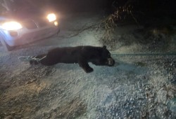 In Ahousaht there were four bears spotted in the village in the past three months. According to residents, some of the bears exhibited aggressive behavior, chasing family pets, vehicles and, on one case, a man was chased in broad daylight by a bear. (Submitted photo)