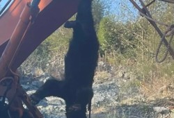 According to an Ahousaht resident, they tried to scare the bears away with bear bangers and also by firing shotguns. But the bears were fearless, so they were put down. (Submitted photo)
