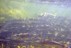 Fisheries and Oceans Canada states that 15 fish farms northeast of Vancouver Island present a possible threat to endangered stocks of sockeye salmon that originate from the Fraser River watershed. (DFO photo)