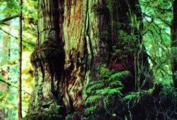 Meares Island is home to some of the largest and oldest cedar trees in the world. (Ha-Shilth-Sa archives photo)