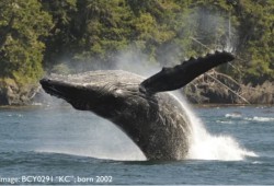 Humpback whale KC (BCY0291, born 2002). (Jackie Hildering, MERS photo)