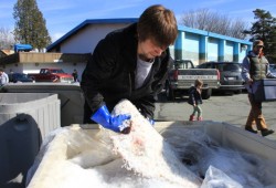 Bryan Read gets a handle on a halibut for distribution later in the afternoon from the Hupacasath fishery.
