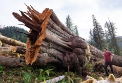 TJ Watt, a campaigner and photographer with the Ancient Forest Alliance, stands with a 11-foot-wide old-growth red cedar tree cut down by Teal-Jones in the Caycuse watershed in Ditidaht Territory on southern Vancouver Island. (TJ Watt photo)