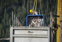 A Cermaq fish farm worker transfers Atlantic salmon carcasses into containers for removal after algae blooms killed the fish in November. (Clayoquot Action photo)