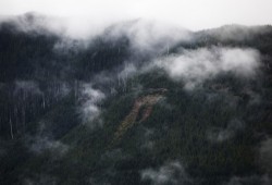 Mount Paxton became a poster child of B.C.'s bag logging practices after it was scrapped bare from top-to-bottom in the '80s, near Kyuquot, on August 14, 2020.