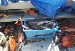 Cod and red snapper caught for Ahousaht during the COVID-19 pandemic. (Frenchie Campbell photo)