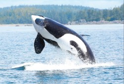 Killer whales are at the top of the food chain in the Pacific, leading some to consider them the lions or tigers of the sea. (DFO photo)