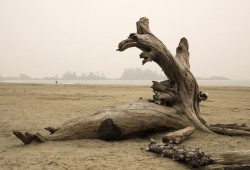 A burn mark is left on a piece of driftwood on Chesterman Beach in Tofino, on Saturday, Sept, 12, 2020.