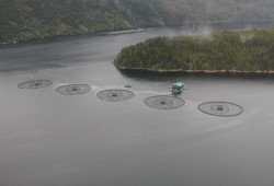 Net pens in Nootka Sound, where Grieg Seafood operates salmon farms. (Eric Plummer photo) 