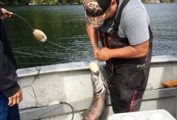 Rob Stanley Jr. cleans salmon for Ahousaht's home-use fishery. Some who closely watch B.C.'s fisheries believe that the Pacific Salmon Treaty is failing to adequately conserve fish before they cross into Canadian waters from Alaska.(Photographed by fellow fisherman Louis Frank)