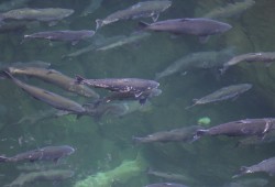 Chinook salmon swim the Stamp River in September 2022. (Eric Plummer photo)