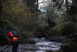 A bear searches S-2, a stream running off of the Cheewaht Lake, as workers count fish.