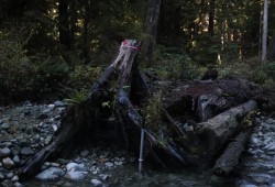 Placing structures made from forest debris is part of the Cheewaht restoration project, replicating natural processes of the watershed.