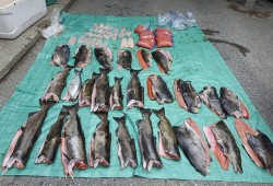 The catch seized in Gold River on Sept. 11 included 26 chinook. The recreational limit is one or two per day per angler (RCMP).