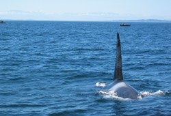 A bull orca approaches a whale watching boat in the Strait of Juan de Fuca near Victoria in the summer of 2004. (Kevstan/Wikimedia Commons photo)