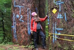 Some legacy trees have been marked by BC Timber Sales in the area to protect them from logging.