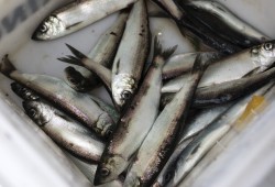 Herring support diets of many species, making them foundational to the ecosystem. (Melissa Renwick photo)