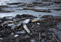 Styrofoam is entangled in the kelp and driftwood along the high tide line on the north end of Long Beach, near Tofino, on December 16, 2021. (Melissa Renwick photo)