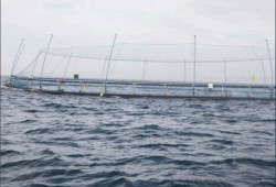 A net pen is pictured off the B.C. coast. Aquaculture companies are trialing systems that better control the transfer of pathogens between farmed and wild salmon, as the federal government pushes through a mandate to transition from the traditionally used open net pens. (BC Salmon Farmers Association photo)