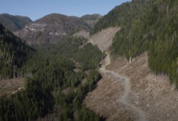 The Nuchatlaht’s B.C. Supreme Court trial for Aboriginal title has examined evidence of pre-contact life throughout northern Nootka Island’s forests, with particular attention given to how cedar trees were harvested before industrial logging took hold in the area. (Sierra Club BC photos) 