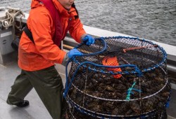 European Green Crab are collected in Clayoquot Sound by the Coastal Restoration Society.