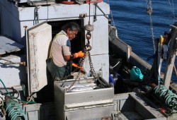 Paul Sam unloads his catch of Sockeye from the Fraser River that migrated northwest to Nuu-chah-nulth territory.