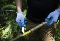 Cory Howard scrapes off the top layer of bark from a devil's club stem.