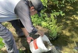 After weeks of drought and freezing temperatures, the hatchery released chum into Sugsaw Creek and coho into Pacheena River this spring.