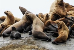 The population of stellar sea lions has also grown since the animals became protected in 1970, although not as dramatically as harbour seals. (DFO photo)