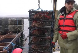 Photo Cutlines: Nova Harvest president J.P. Hastey uses stack farms to grow oysters in deep water. (Screen grab from Bamfield Marine Science Centre video)