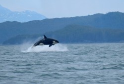 A killer whale jumps from the waters of Alaska. The animals have a large range, travelling from coastal Washington State to southeastern Alaska. (US Forest Service/Wikimedia Commons photo)