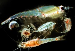 Warming ocean temperatures have reduced the size of zooplankton, which Pacific salmon feed on, according to a recent presentation by Fisheries and Oceans Canada. (National Oceanic and Atmospheric Administration/Wikimedia Commons photo)