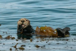 A sea otter floats with kelp off the coast of Vancouver Island. (Shaelynne Bood/Instagram photo)
