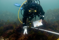 Brian Timmer in full scuba gear and holding a clipboard swims underwater, examining kelp beds. (Kristina Tietjen photo)