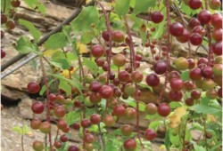 The sməlqmíx people of the southern Okanagan have declared the Ashnola Watershed a protected area, under the First Nation's law. Pictured is chokecherry from the area. (Ashnola IPCA Legal Backgrounder photo) 