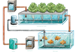 The key to the whole system is the nitrifying bacteria that converts the fish waste into nutrient rich food for the plants. (Purdue University image)