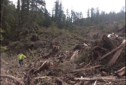 A cutblock on northern Nootka Island. (Photo submitted by Jacob Earnshaw expert witness report)