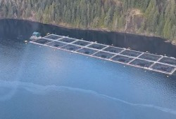 A Grieg Seafood fish farm in Esperanza Inlet is assessed from the air, after a diesel spill was reported from the site on Dec. 14. (B.C. Ministry of Environment and Parks photo) 