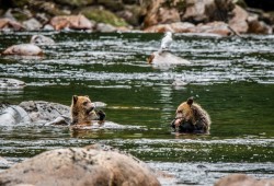 Nicholas Scapillati of the Grizzly Bear Foundation says grizzly bears have a big impact on an ecosystem and could help with recovering Vancouver Island terrain. (Marcie Callewaert photo)