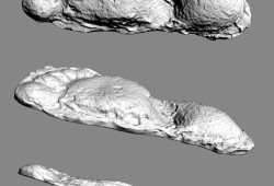 Multiple angles of the virtualized models of duplicate Patterson casts included in the holotype of Anthropoidipes ameriborealis. (Submitted)