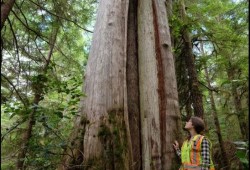 A cedar tree on northern Nootka Island continues to grow despite bark being removed by Indigenous people. (Photo submitted by Jacob Earnshaw expert witness report)
