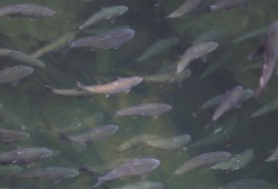 Salmon run through the Stamp River north of Port Alberni, nearing the completion of their multi-year migration. (Eric Plummer photo)